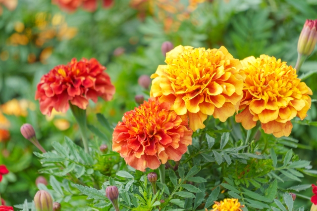 美しく咲き誇るオレンジ色のマリーゴールドの花