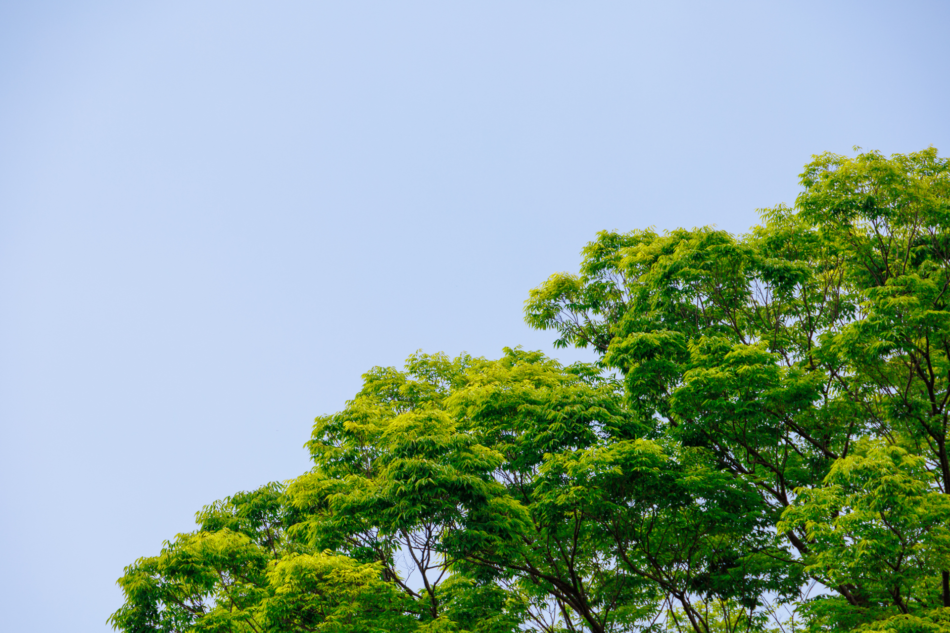 美しい新緑の木々と青空